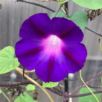 あさがお江戸風情の投稿画像一覧 Greensnap グリーンスナップ