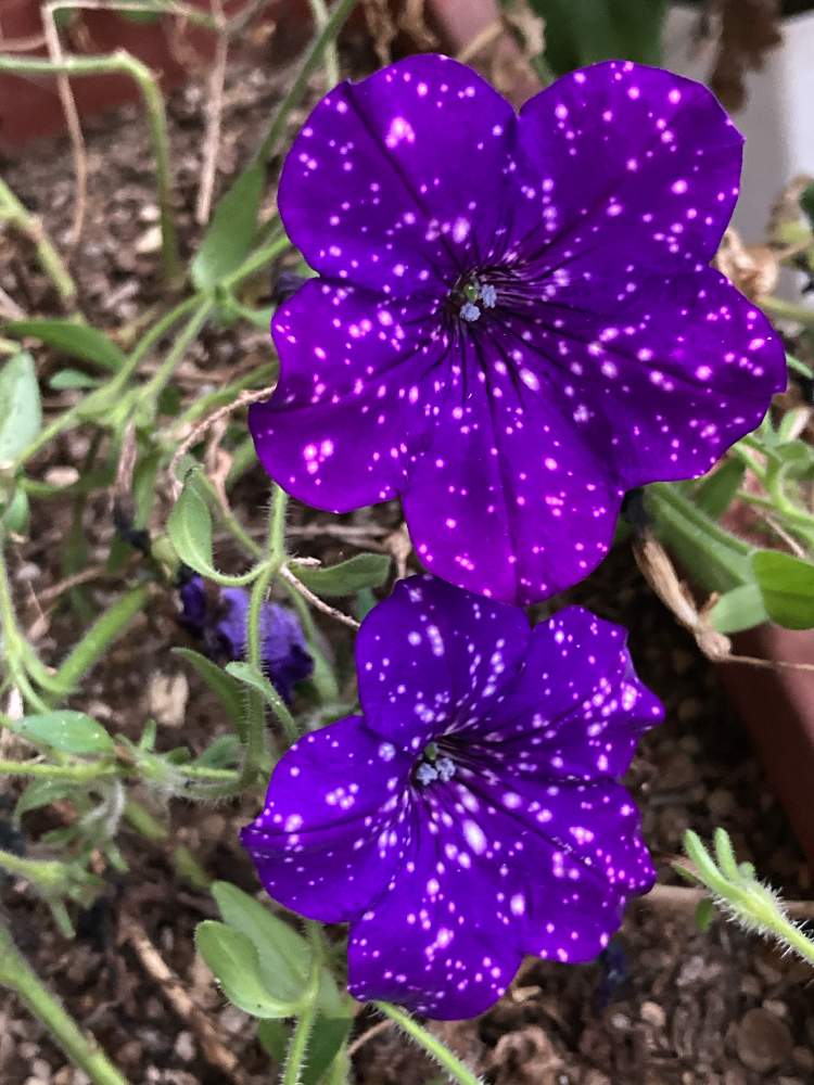 ペチュニア ナイトスカイの投稿画像 By いっちゃんさん 花のある暮らし 月10月9日 Greensnap グリーンスナップ