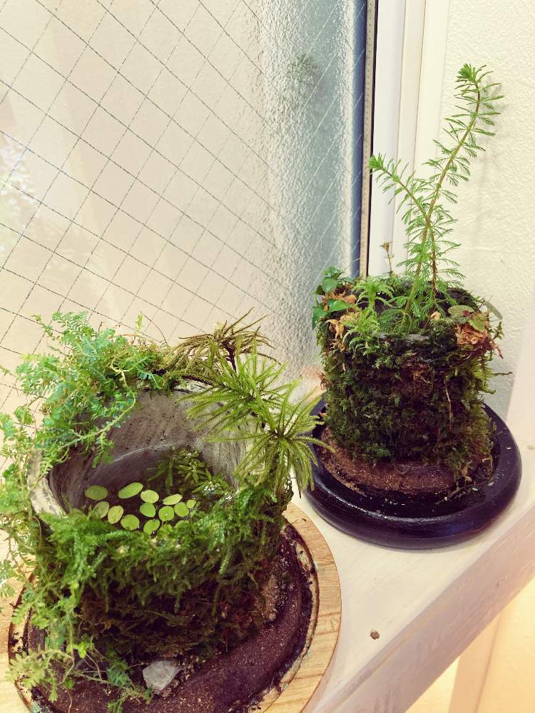 観葉植物の投稿画像 By Snklabさん ガラスケース とユキノシタ属と有茎種とテラリウムとパルダリウムと流木とコケリウムと苔 こけ とフィカス属と井戸と水草と熱帯植物 月10月9日 Greensnap グリーンスナップ