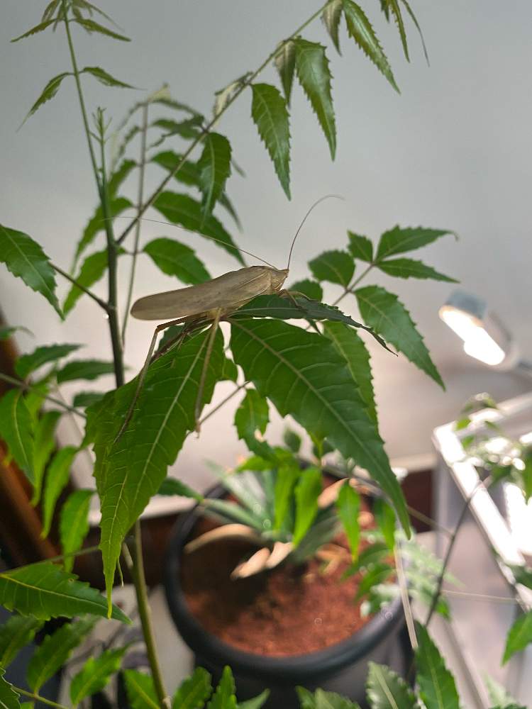 ニームの投稿画像 By ショウジさん ニームの木 月10月9日 Greensnap グリーンスナップ