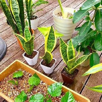 サンスベリアローレンティーの投稿画像一覧 Greensnap グリーンスナップ