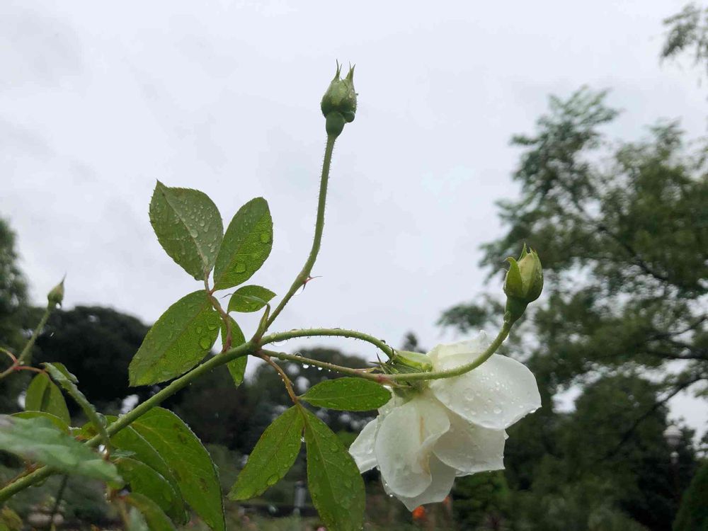 ピノ太郎さんの港の見える丘公園への投稿