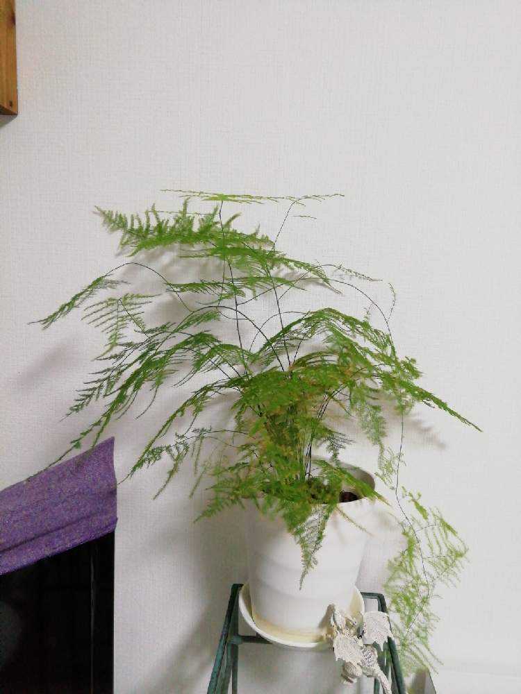 アスパラガス プルモーサス ナナス 21 03 24更新 Greensnap グリーンスナップ