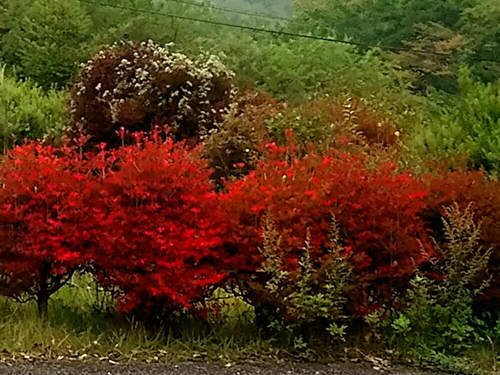 ドウダンツツジの投稿画像 By テンプルさん 紅葉と秋の風景ときよさと 月10月9日 Greensnap グリーンスナップ