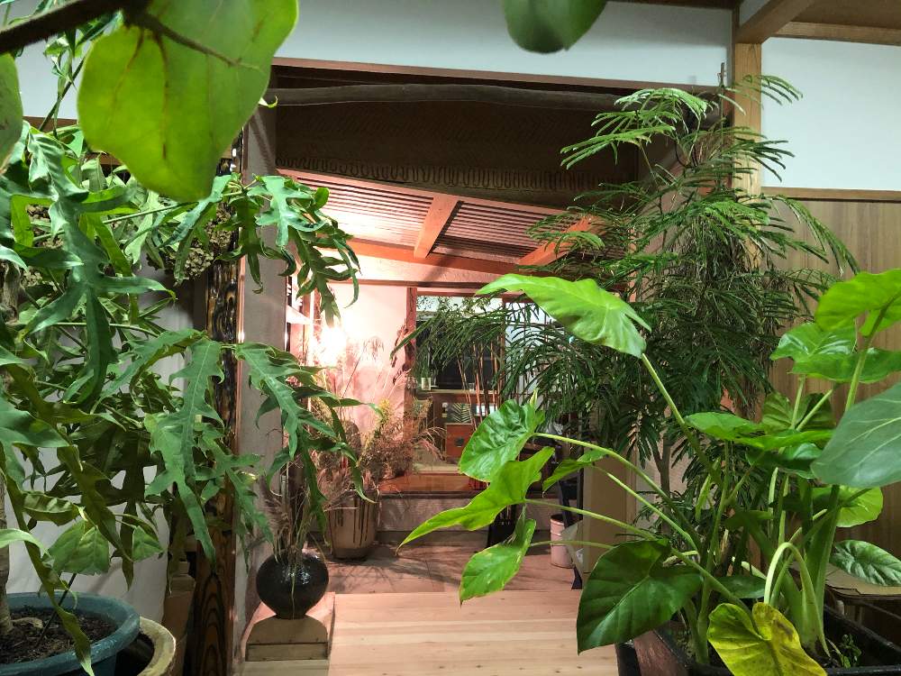 森の生活の投稿画像 By Acco Sunさん 植物のある暮らしと気まぐれ喫茶室と森の暮らしとおうち園芸と森の住人とため息つきにいらっしゃい 月10月9日 Greensnap グリーンスナップ