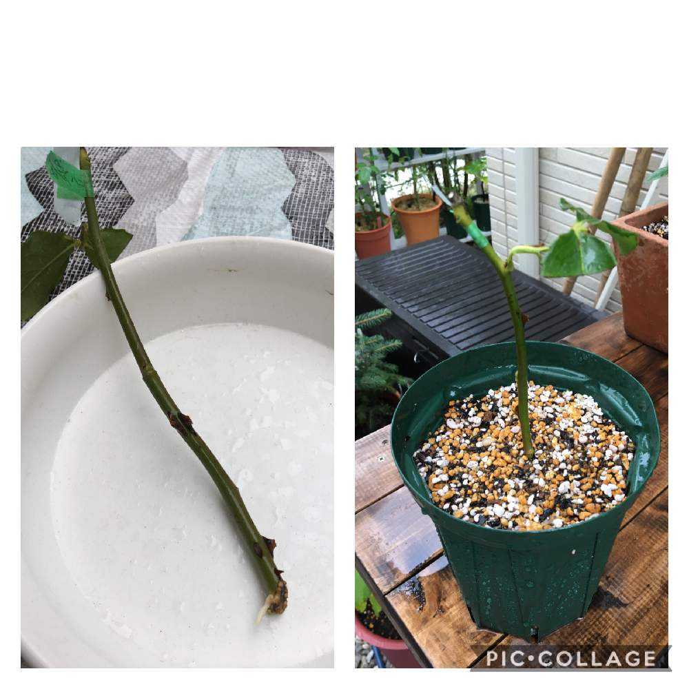 (ᵔᴥᵔ)♡ツルバラ♡挿し穂　かわいいお庭♡挿し穂用カット枝 ᵔᴥᵔ)挿し穂♡希少♡大人可愛い♡