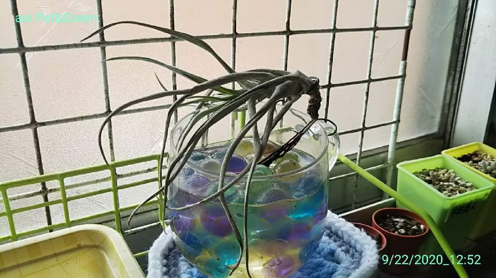 エアプランツの水耕栽培実験 Greensnap グリーンスナップ