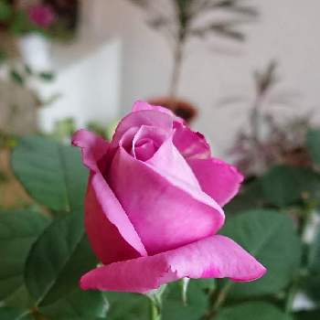 薔薇シャルル・ド・ゴールの画像 by BLANKAさん | テラスと薔薇と鮮やかなとピンクの花とおうち園芸と薔薇シャルル・ド・ゴールと花のある暮らし