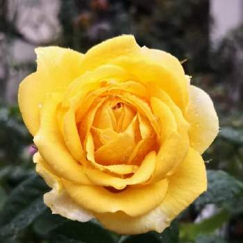 薔薇伊豆の踊り子の投稿画像一覧 Greensnap グリーンスナップ