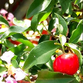 アセロラの育て方 苗の植え付けや挿し木方法は 種からも栽培できる Greensnap グリーンスナップ