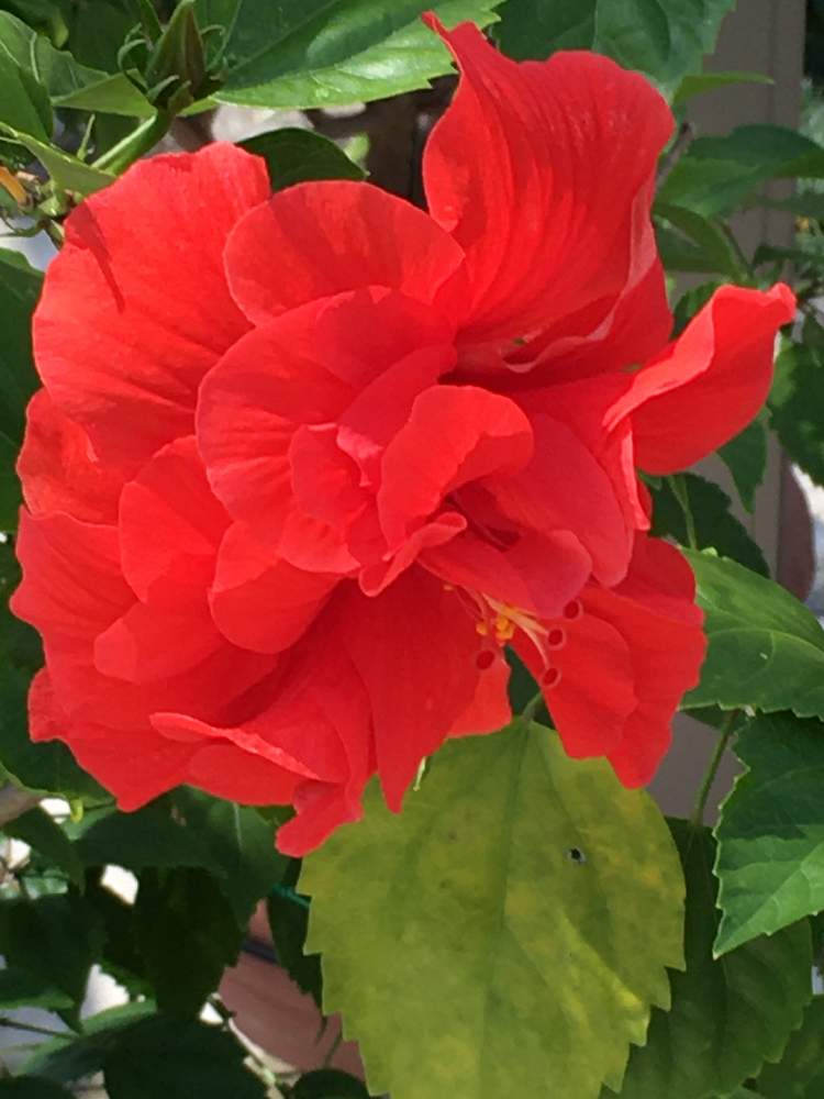 ハイビスカス 八重咲きの投稿画像 By Manabeさん お出かけ先とアオイ科と南国花木と赤い花 と非耐寒性常緑低木と鉢植えとアオイ科と南国花木と赤い花 と非耐寒性常緑低木と鉢植え 月10月10日 Greensnap グリーンスナップ Greensnap グリーンスナップ