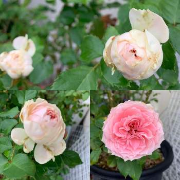 ドイツ コルデス社の画像 by miwa.tさん | 小さな庭とばら バラ 薔薇と鉢植えのバラと薔薇の香りに包まれてとドイツ コルデス社とバラ　パシュミナ