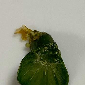 キュウリ,アートな野菜,ヘタから…！,キッチンの画像