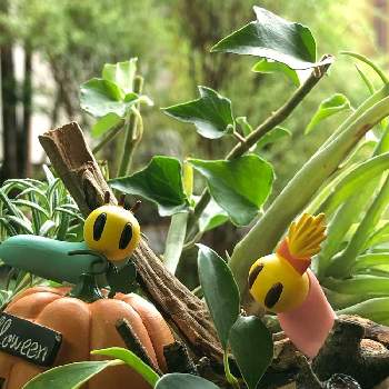 ニャッキの投稿画像一覧 Greensnap グリーンスナップ