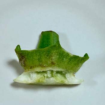 オクラ,アートな野菜,ヘタから…！,キッチンの画像