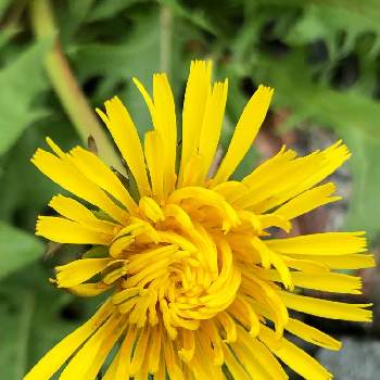 greensnap グリーンスナップ