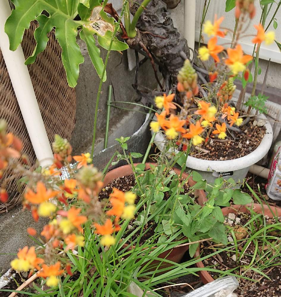 花アロエの投稿画像 By ヨッシーさん 月10月10日 Greensnap グリーンスナップ 花アロエの投稿画像 By ヨッシーさん 月10月10日 Greensnap グリーンスナップ
