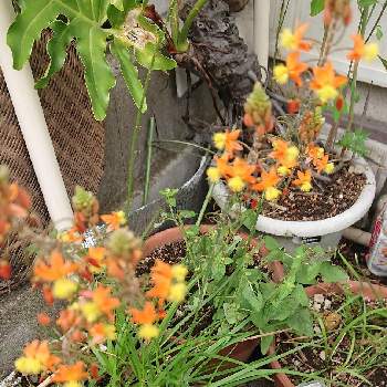 花アロエの投稿画像一覧 Greensnap グリーンスナップ