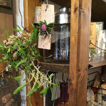 暖かい場所の画像 by サンウさん | キッチンとショエノルキス　フレグランスと吊るす植物と小さなお花と暖かい場所と管理しやすい植物と小さな欄