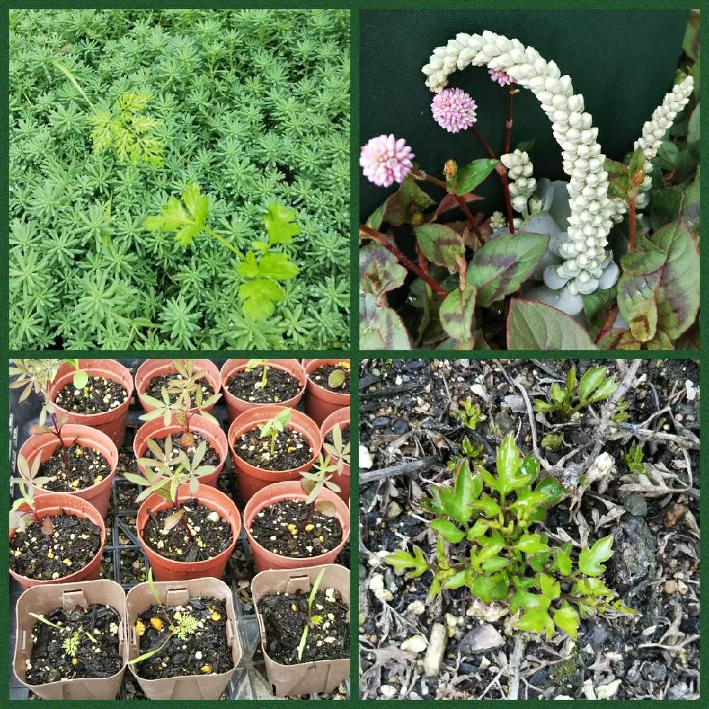 アネモネの投稿画像 By ひなママさん 子持ち蓮華とクレマチス ペトリエイとルピナス ピクシーとオルレアの芽とオルレア の芽とキュンキュン乙女倶楽部とかおりんちのオルレアと芽が出たホイとキュンキュン乙女倶楽部no 214と花のある暮らしとかわいいな 月10月