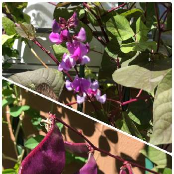 ドリチョス ラブラブ ルビームーンの投稿画像一覧 Greensnap グリーンスナップ