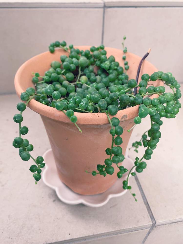 グリーンネックレスの投稿画像 By まるちゃんさん 多肉植物 月10月10日 Greensnap グリーンスナップ