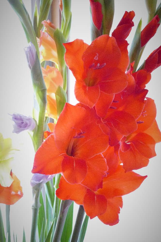 グラジオラスの投稿画像 By Hila Ya Hilaryさん 切り花と花のある暮らしといばらきの花の定期便 2020月10月10日 Greensnap グリーンスナップ