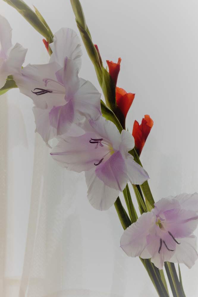 グラジオラスの投稿画像 By Hila Ya Hilaryさん 切り花と花のある暮らしといばらきの花の定期便 月10月10日 Greensnap グリーンスナップ