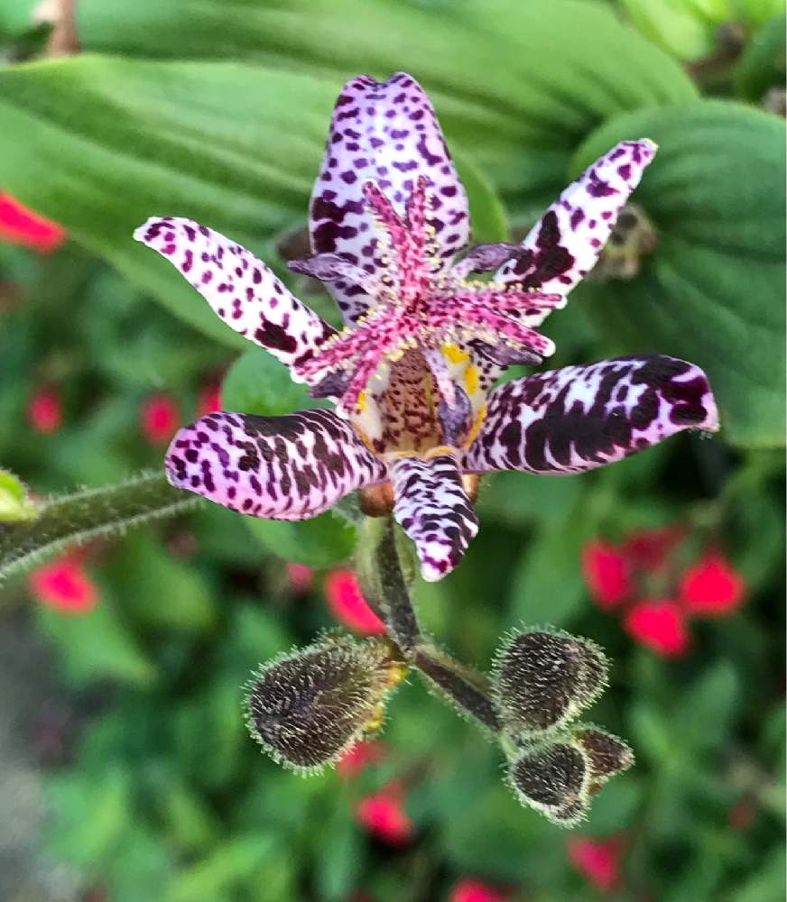 ホトトギスの投稿画像 By みゆさん 月10月10日 Greensnap グリーンスナップ