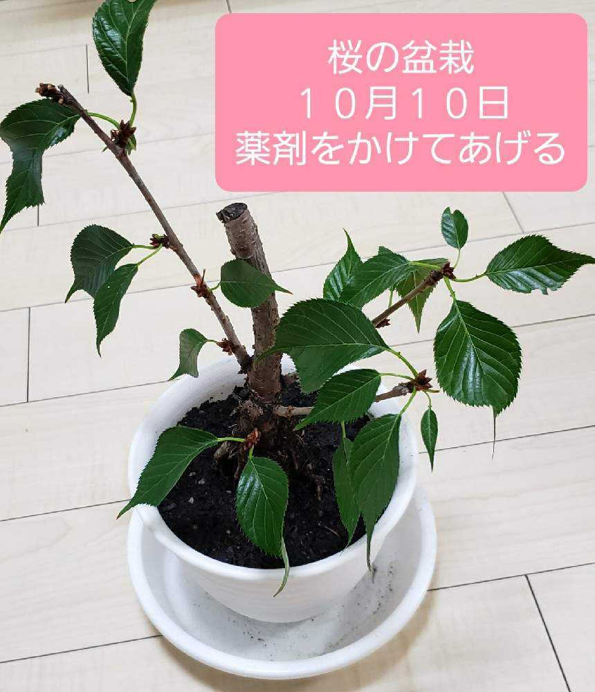 旭山桜の投稿画像 By ガジュマルさん 月10月10日 Greensnap グリーンスナップ 旭山桜の投稿画像 By ガジュマルさん 月10月10日 Greensnap グリーンスナップ