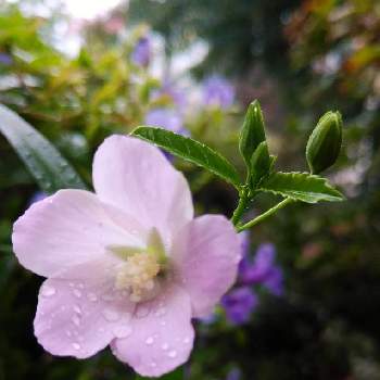 ハイビスカス・ロバツスの画像 by plumeriaさん | 嬉しいな♡と好きな色とありがとう♡と可愛い❤と好き♡とハイビスカス・ロバツスと庭先と癒されると優しい♡＊と花のある暮らしとマイ＊ガーデン