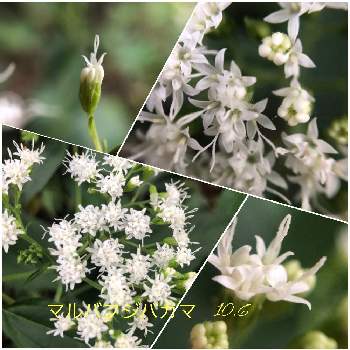 頭状花序の投稿画像一覧 Greensnap グリーンスナップ 頭状花序の投稿画像一覧 Greensnap グリーンスナップ