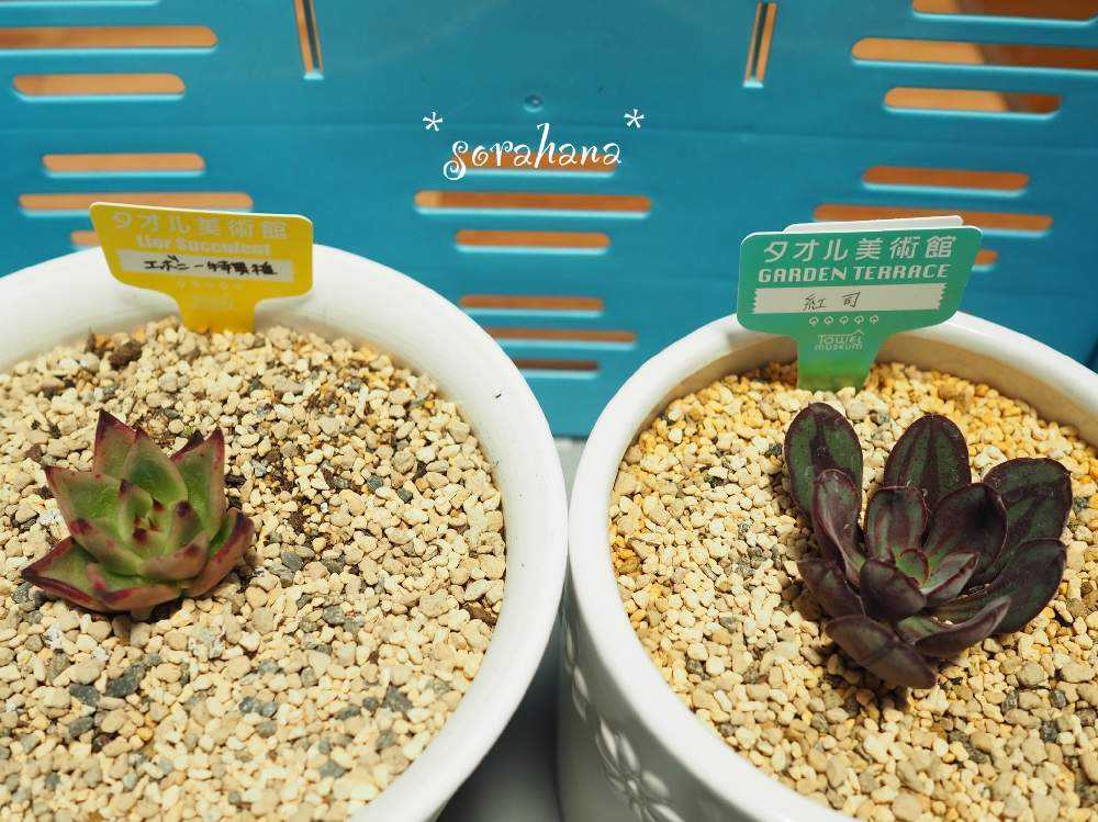 ♡ハウスとにゃんこ♡多肉植物寄せ植え 怠け