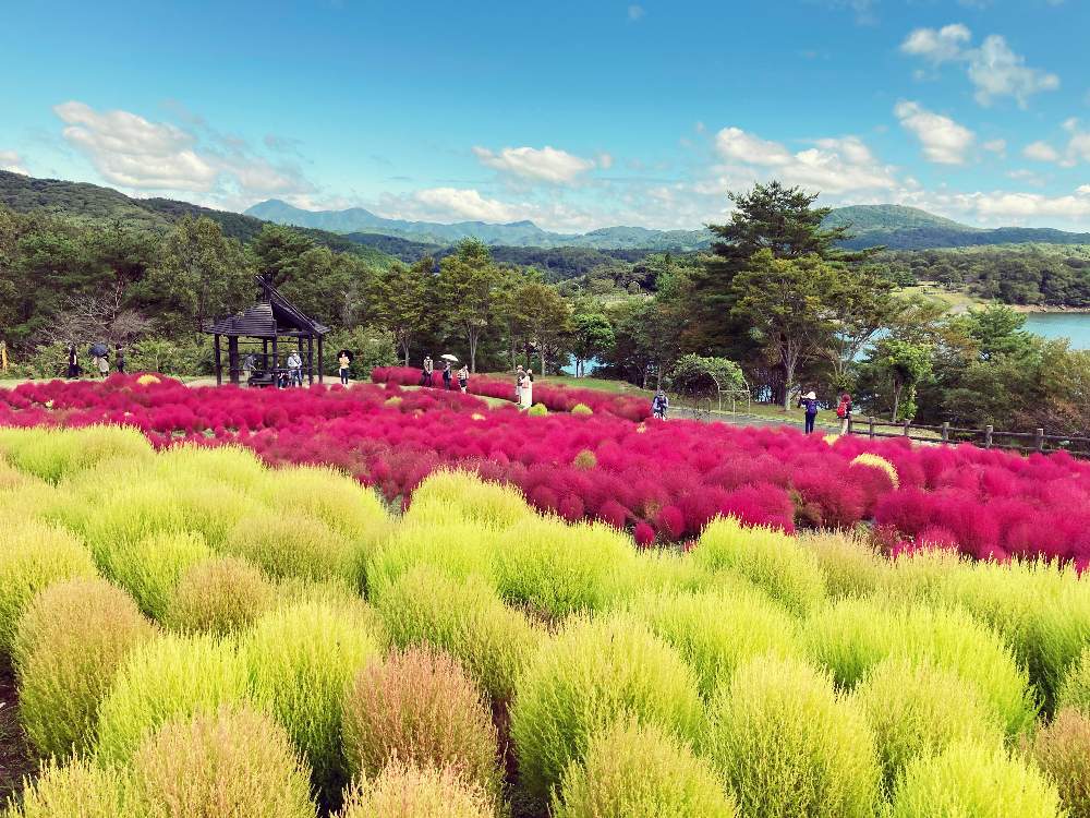 コキアの投稿画像 By 仁美さん お出かけとコキア ほうき草 とわさわさ とはっぱとかわいいと大分農業文化公園とワイルドとコキアガーデン 月10月10日 Greensnap グリーンスナップ