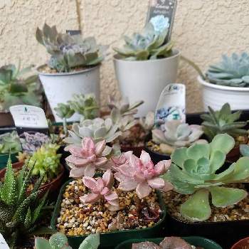 ピーチ姫 ブロンズ姫斑入り の投稿画像一覧 Greensnap グリーンスナップ