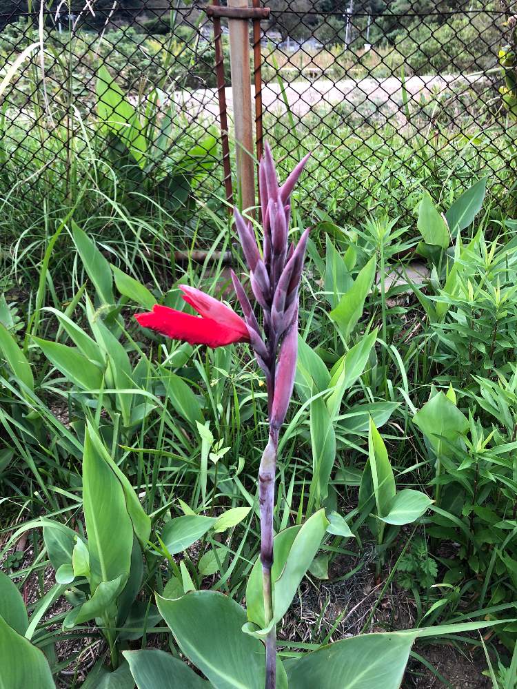 きよさんの投稿画像 月10月10日 Greensnap グリーンスナップ