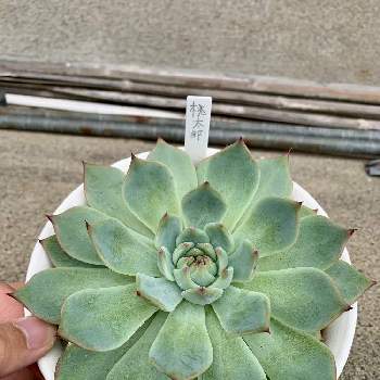 間延びちゃんの投稿画像一覧 Greensnap グリーンスナップ