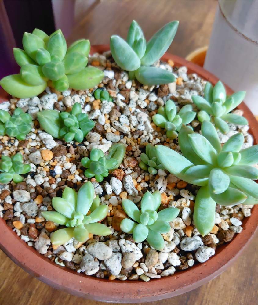 多肉植物^o^ 今だけ❣️葉挿し赤ちゃん4種8コセット 【公式通販】