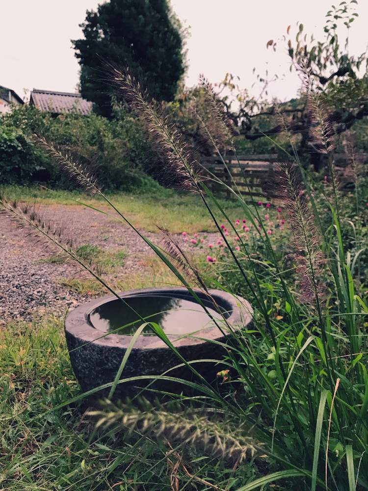 チカラシバの投稿画像 By みのっちさん 夕方の一枚とワイルドガーデン 月10月10日 Greensnap グリーンスナップ