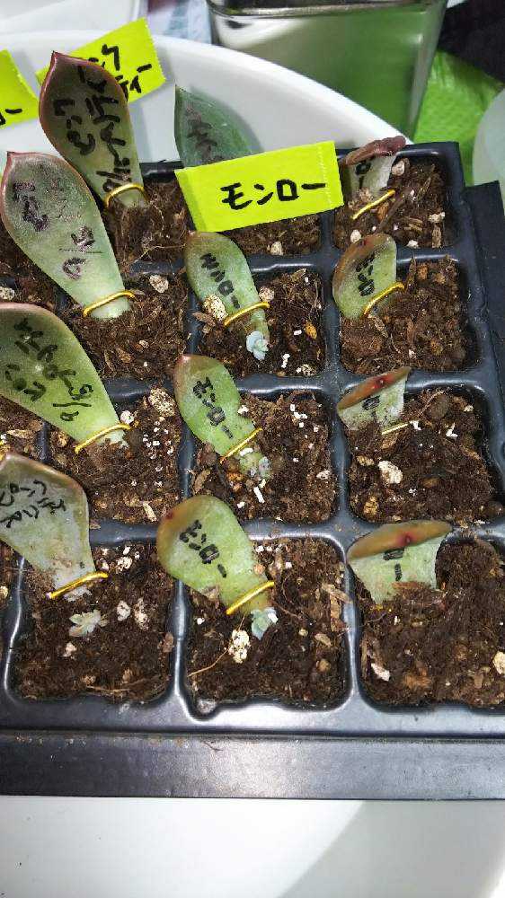 葉挿し②成長記録｜🍀GreenSnap（グリーンスナップ）