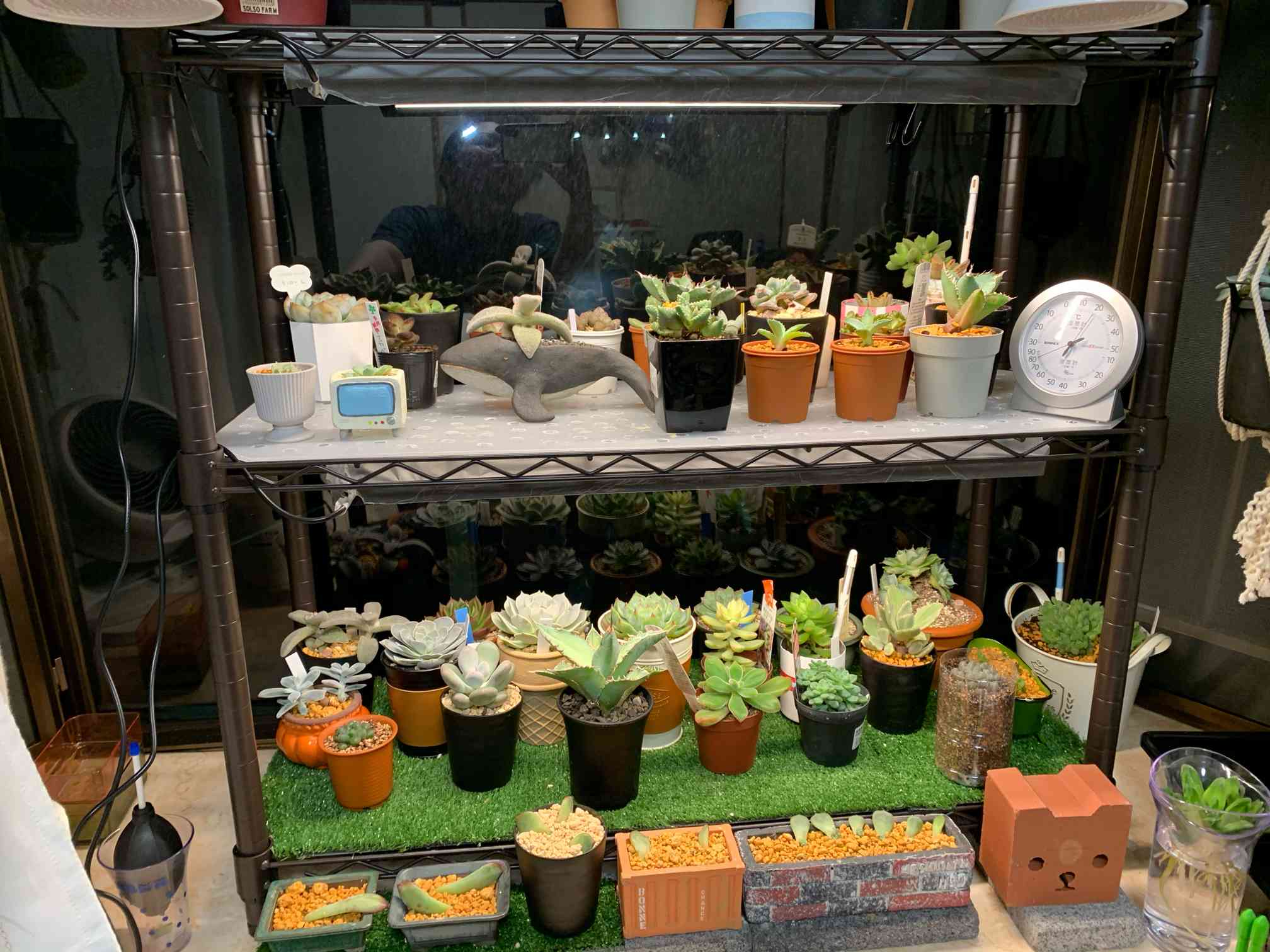 多肉棚にIKEAのライト付けました。｜🍀GreenSnap（グリーンスナップ）