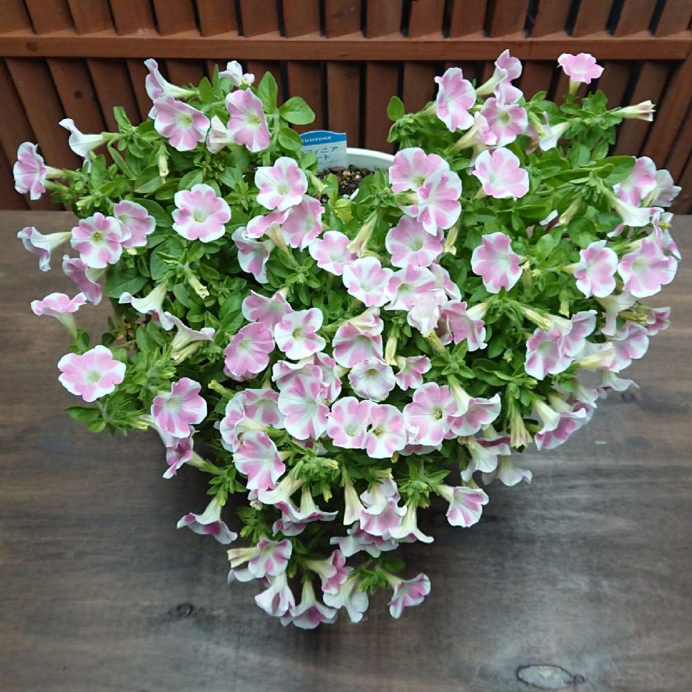 サフィニアアート ももいろハートの投稿画像 By カトちゃんねるさん 秋に咲かせた花 園芸ガイドと1 000万枚突破と多肉鉢植え苗ケース希望 月10月11日 Greensnap グリーンスナップ