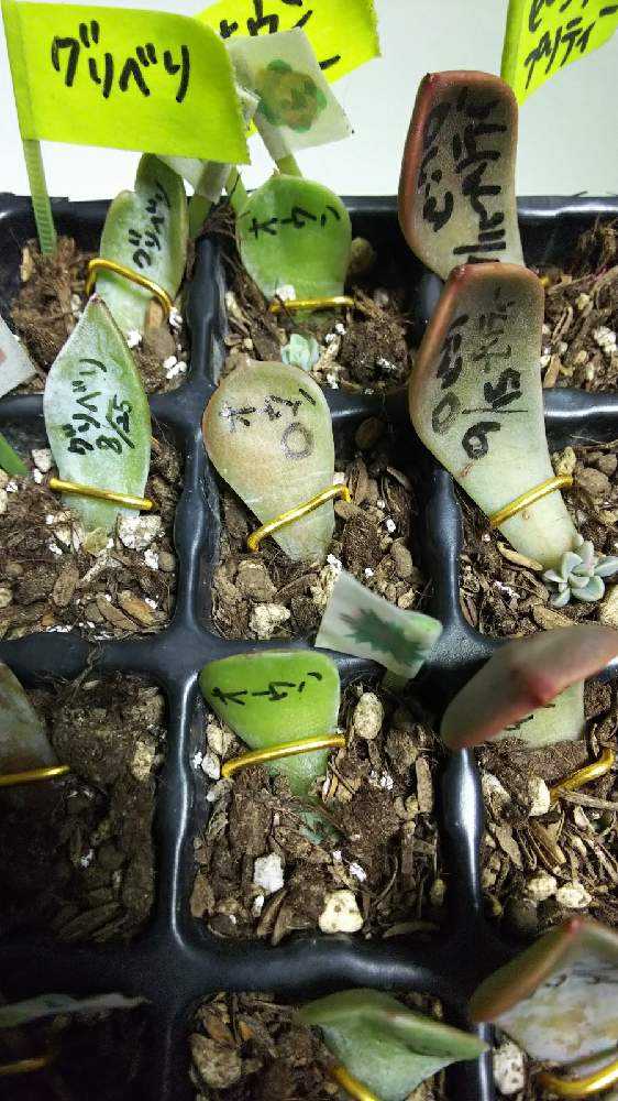 葉挿し②成長記録｜🍀GreenSnap（グリーンスナップ）