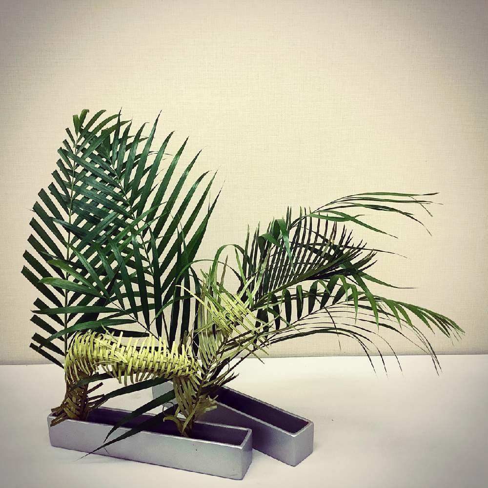 ソテツの投稿画像 By Apricot53さん アレカヤシ と部屋と植物のある暮らしとドライフラワーとテーブル花と草月とおうちで飾る花といけばなとフラワーアレンジメントと花のある暮らしとテーブルウェアと切り花と生け花と植物のある暮らしとドライフラワーとテーブル花と草
