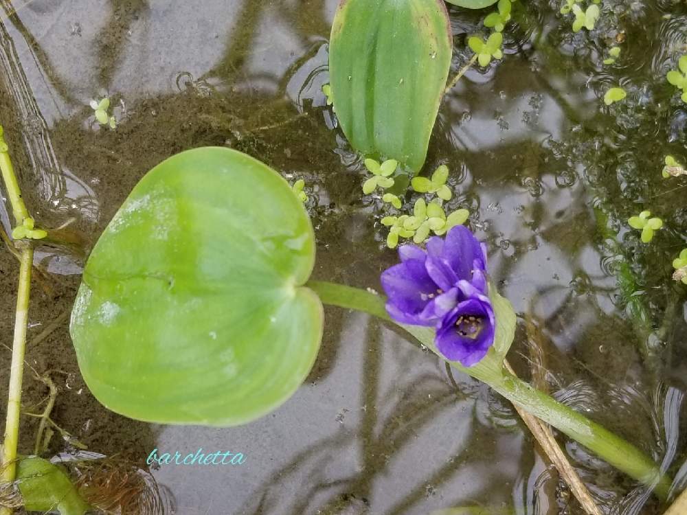 スマホ撮影の投稿画像 By Barchettaさん 抽水植物と青紫色の花と食べられると草本と水生植物と染色花と在来種と水田付近と一年草 月10月11日 Greensnap グリーンスナップ