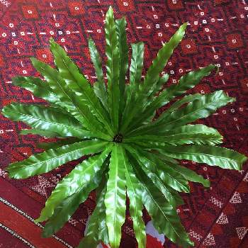 シマオオタニワタリ の投稿画像一覧 Greensnap グリーンスナップ