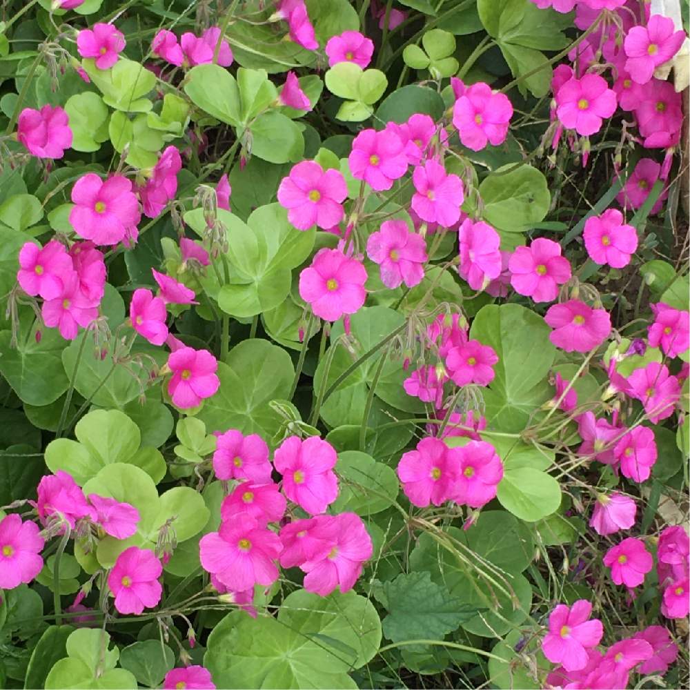 オキザリスの投稿画像 By Manabeさん オキザリス ボーウィーとカタバミ属とカタバミ科と里道とハナカタバミとカタバミの花と濃いピンクの花 月10月11日 Greensnap グリーンスナップ