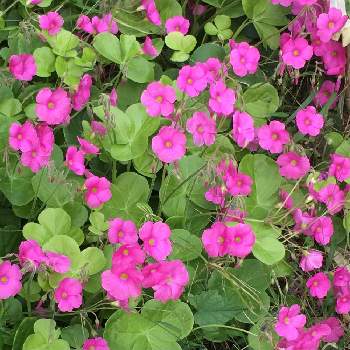 ハナカタバミの画像 by manabeさん | オキザリスとオキザリス・ボーウィーとカタバミ属とカタバミ科と里道とハナカタバミとカタバミの花と濃いピンクの花