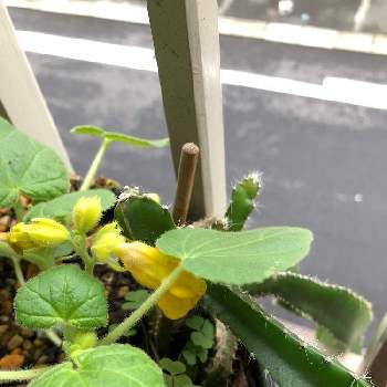 イビセラ ルテアの投稿画像一覧 Greensnap グリーンスナップ