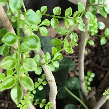 シマトネリコ鉢植えの投稿画像一覧 Greensnap グリーンスナップ